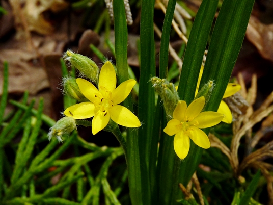 {Hypoxis hirsuta}